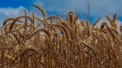 Україна збільшила сільгоспекспорт до ЄС майже на 2 мільярди євро