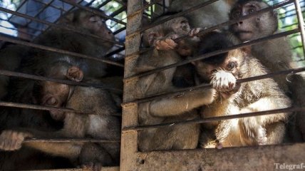 В "Борисполе" конфисковали 15 обезьян 