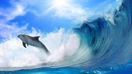  Возле Австралии на берег выбросились около 90 дельфинов (Видео)