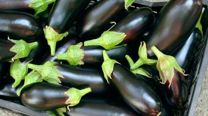 Баклажан — не тільки смачний, а й корисний овоч