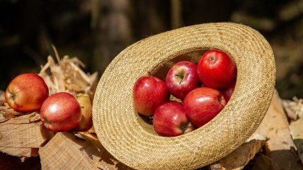 8 серпня збирали яблука, що поспіли