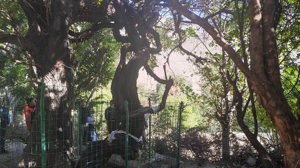 Найстаріший кущ винограду знайшли у Тибеті