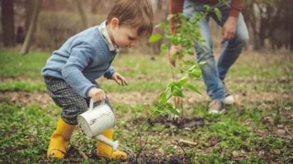 Чем и когда подкармливать деревья весной