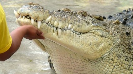 Ученые выяснили, как температура влияет на пол крокодила  