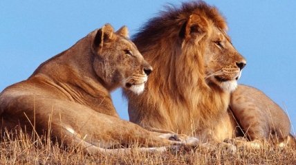 Африканские львы находятся под угрозой вымирания