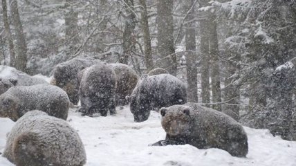 Из-за теплой зимы в Карпатах не спят медведи 