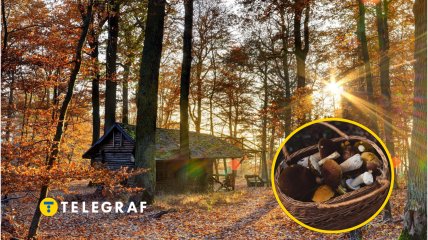 Осенний лес и грибы