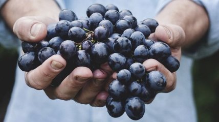 Ученые нашли новое свойство обычного винограда