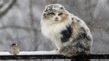 Украину засыплет снегом и зальет дождями: прогноз погоды на ближайшие дни
