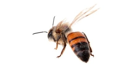 Ученые обнаружили самую древнюю пчелу