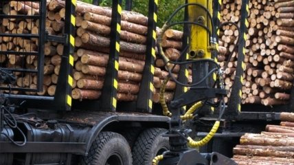 На Закарпатье увеличился объем реализации лесопродукции