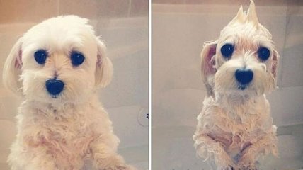 Мокрый позитив: смешные снимки собак до и после купания