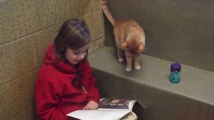 Как научить детей читать с помощью кошек?