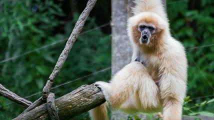 Ученые обнаружили останки неизвестной обезьяны в одной из гробниц Китая