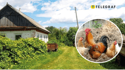 Під Львовом невідома тварина повідривала курам голови