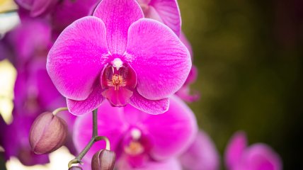 Орхідея здивує пишним цвітінням