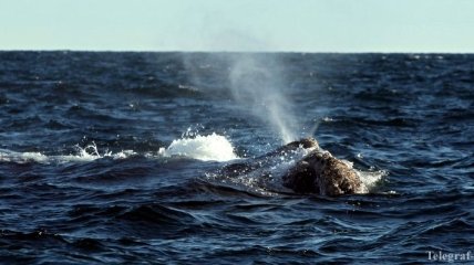 Правительство Японии подтвердило убийство 177 китов для "научных целей" 