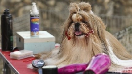 Немцы требуют запретить участие собак в телешоу