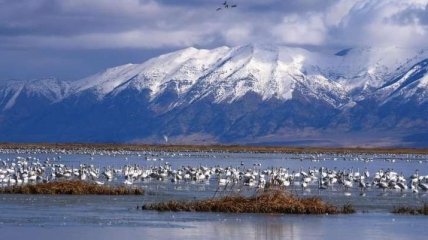 Ученые с помощью птиц защищают водоемы 