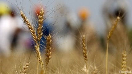 Агрохолдинг "Нибулон" экспортирует в Иорданию 200 тыс тонн пшеницы