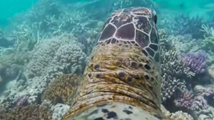 Черепаха провела экскурсию по Барьерному рифу (Видео)