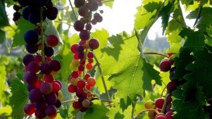 Урожай винограда в 2013 году в Украине может увеличиться