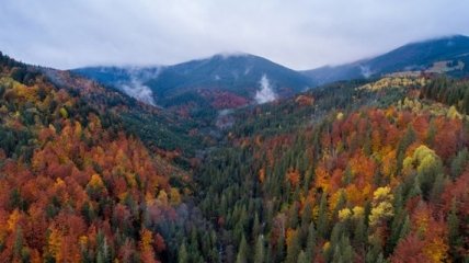 Рада приняла закон по сохранению украинского леса