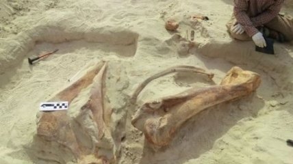 Ученые нашли скелет доисторического слона