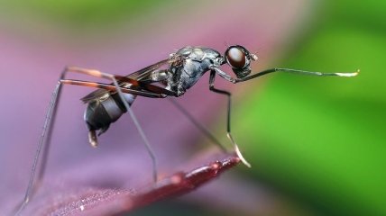 Ученые обнаружили вид муравьев, которые украшают черепами врагов свои дома 