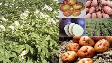 На "інтернаціональній" плантації росте картопля всіх кольорів веселки