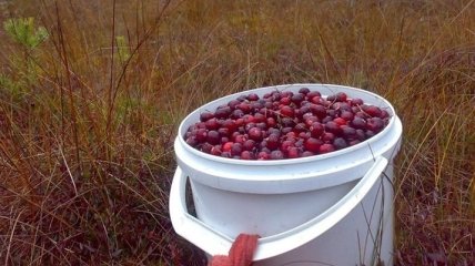 Украинцы могут собирать клюкву в Беларуси