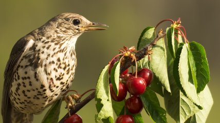 Как защитить урожай вишни и черешни от птиц - лайфхаки