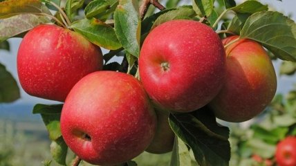 Яблоки полезны для сердца