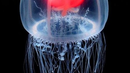 Ученые нашли бессмертную медузу