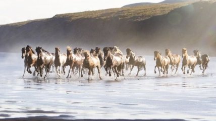 Буйная красота лошадей в самом широком спектре (Фото)