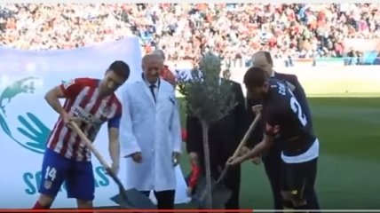 На стадионе в Мадриде посадили оливковое дерево (Видео)