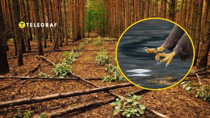 В Чернобыльском заповеднике увидели гнездо редкой птицы