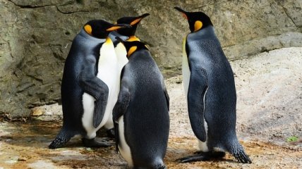 Ученые нашли двух недавно вымерших пингвинов