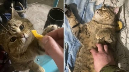 Кот Толян – ест чипсы и спит