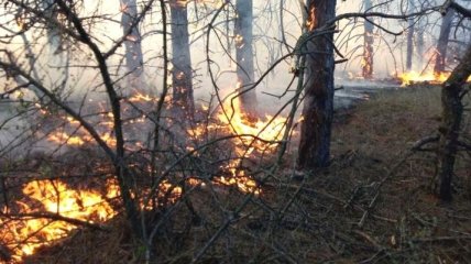 Пожары на Житомирщине: продолжается тушение отдельных очагов (Фото)