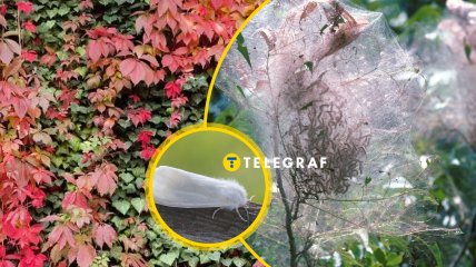 Гусінь, що обплітає дерева білою павутиною, — шкідник