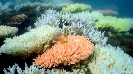 Экологи подсчитали потери Большого барьерного рифа за 27 лет