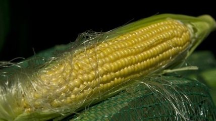 Украина может начать поставки кукурузы в Китай уже до конца года
