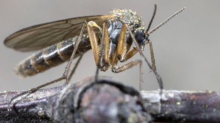Что в себе таят глаза древнего комара: новое исследование вас поразит