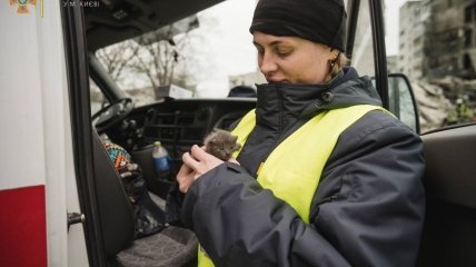 Шпуля Бородянская: стала известна судьба котенка со знаковых фото из-под Киева