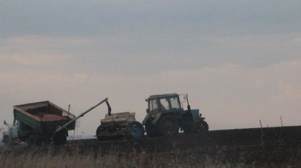 В Украине ранними зерновыми уже засеяно 26% площади 