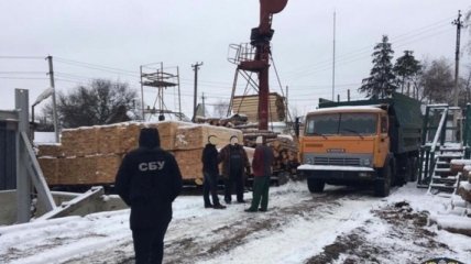 В Харьковской области чиновники незаконно вырубили деревьев на 5 млн гривен