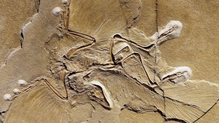 Нашли останки ранее неизвестного динозавра