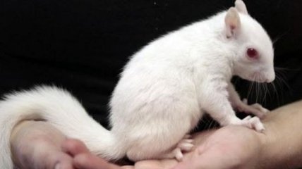 Эти снимки доказывают, что среди животных тоже есть альбиносы (Фото)