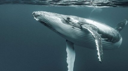 Береговая охрана Финляндии спасла горбатого кита